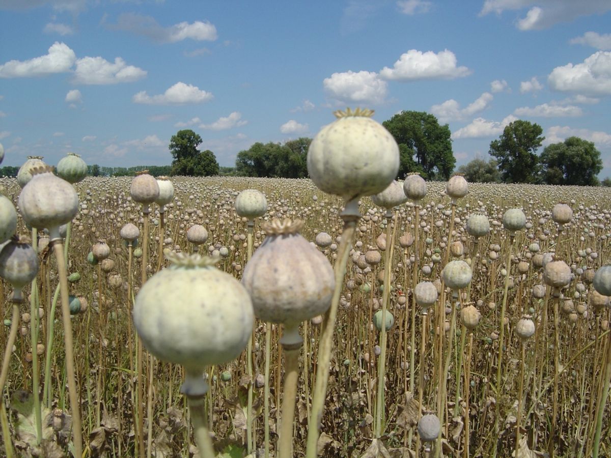 Poppy fields