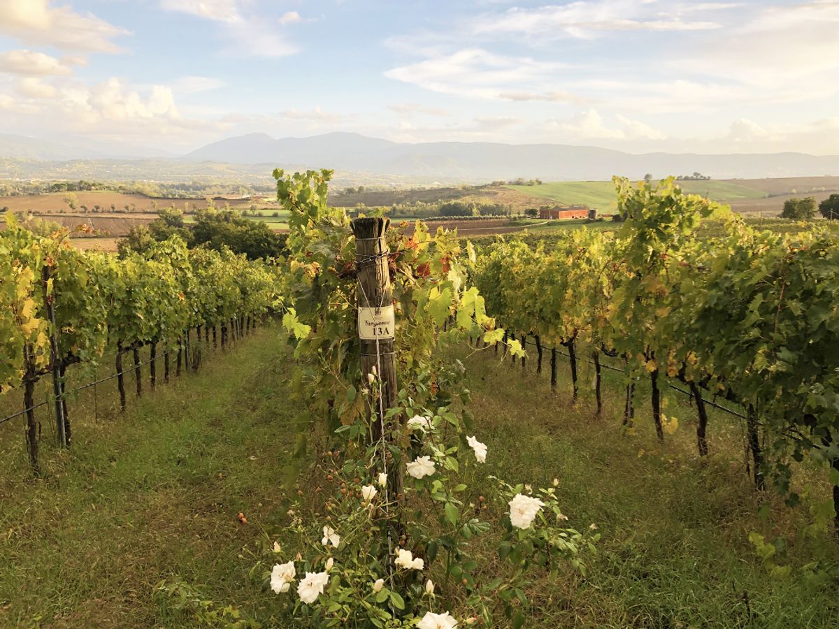 the vineyards of the Chiorri Winery, an historic Umbrian winery located in the Hills of Perugia, Italy