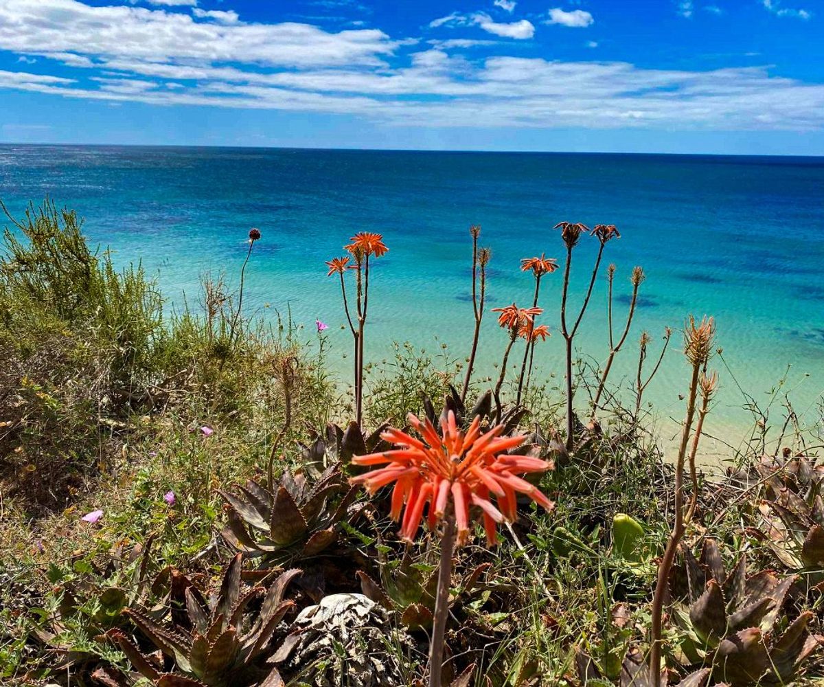 beaches and fauna south coast Portugal
