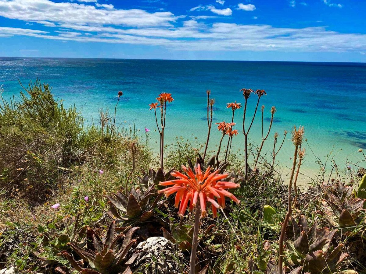 beaches and fauna south coast Portugal