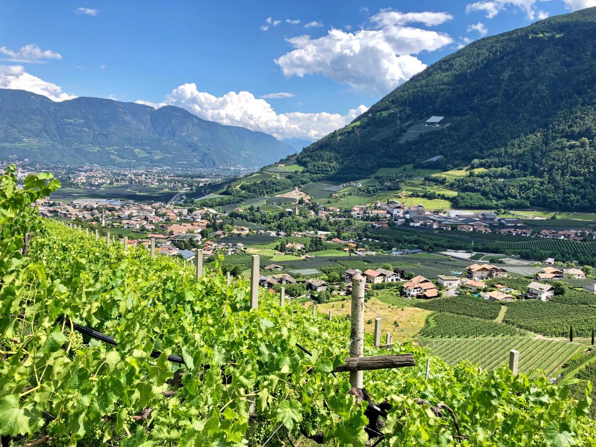 Vineyards in Merano in the south Tyrol