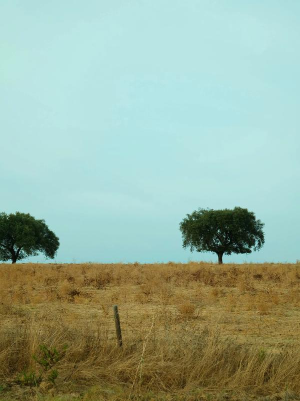 Two trees in Alentejo