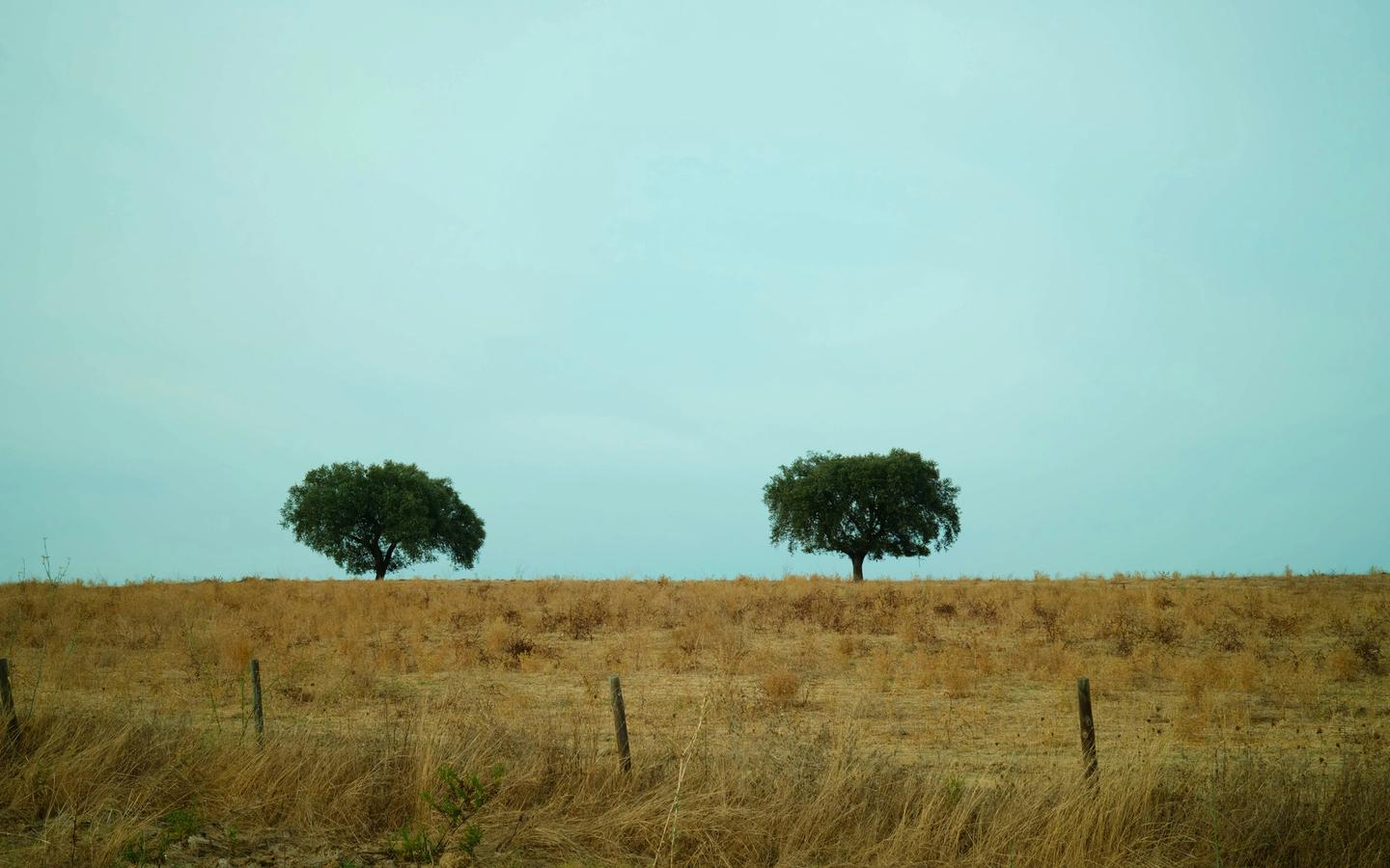Two trees in Alentejo