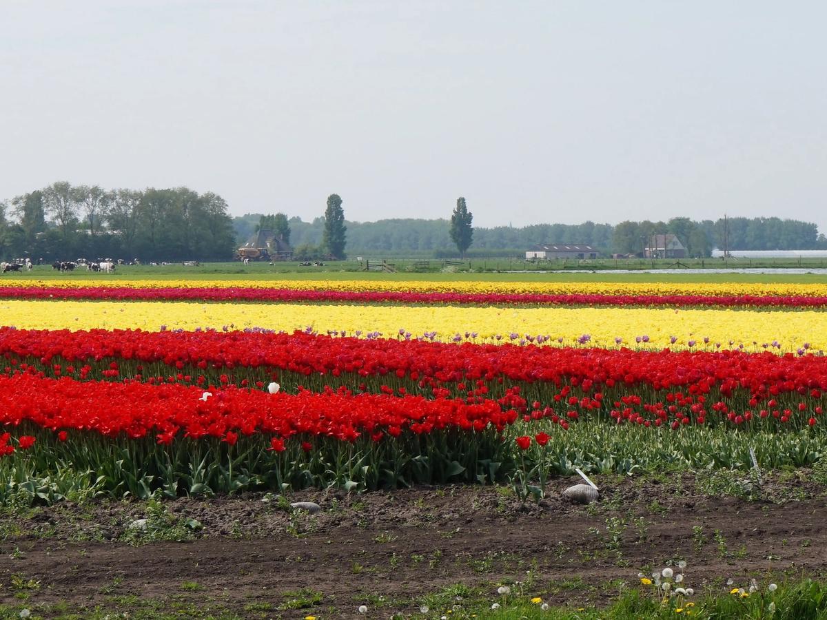 the famous tulip fields of Keukenhof, also known as the Garden of Europe, located in Lisse, Netherlands. 