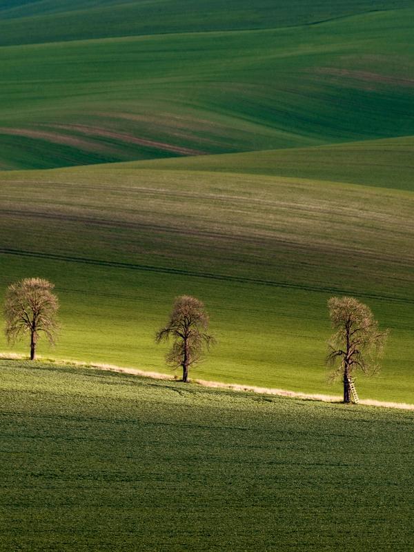 Lush green fields in Moravia, Czech Republic