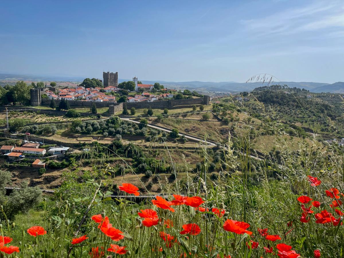 the historic Castelo de Bragança (Bragança Castle) in Portugal, viewed from a hillside with red poppies in the foreground