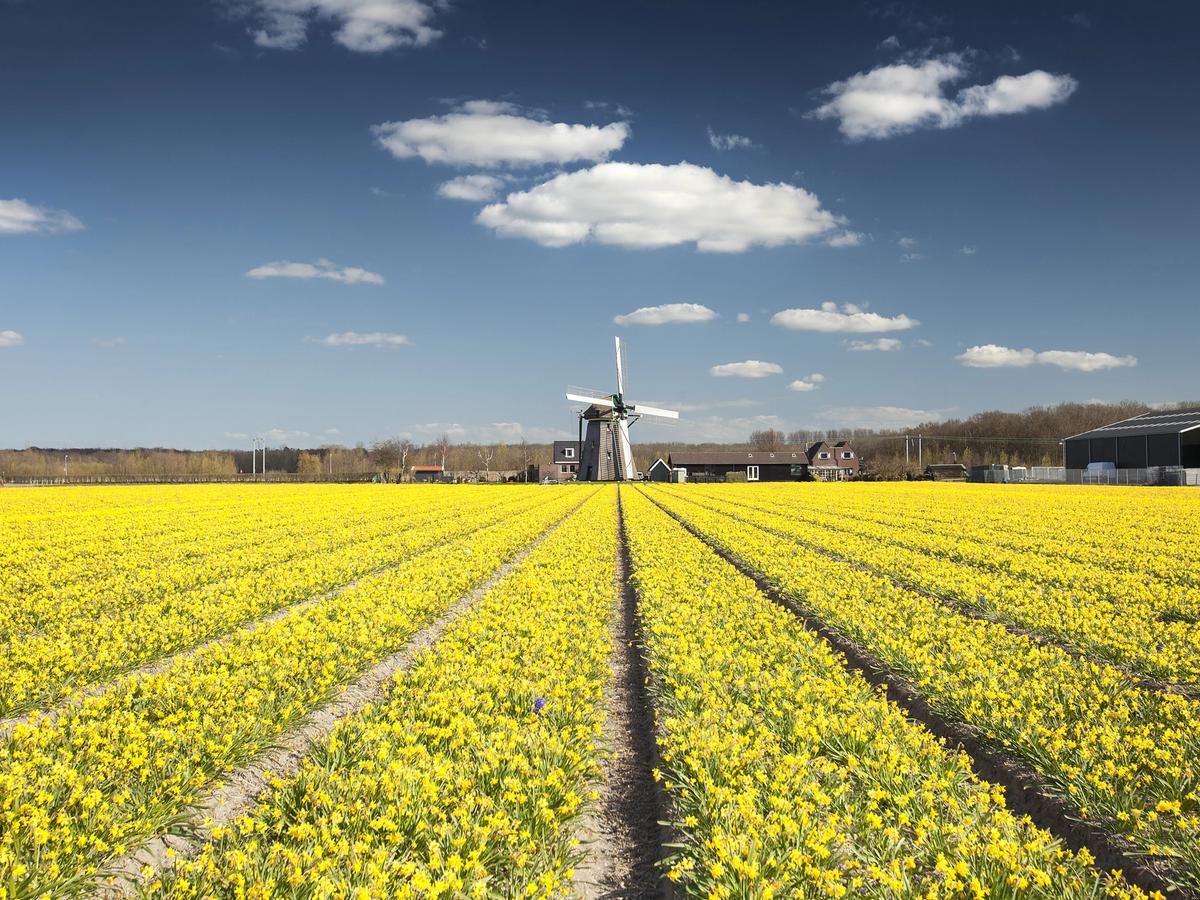 a field of yellow tulips with a traditional Dutch windmill in the background, a common sight in the Netherlands during the spring blooming season