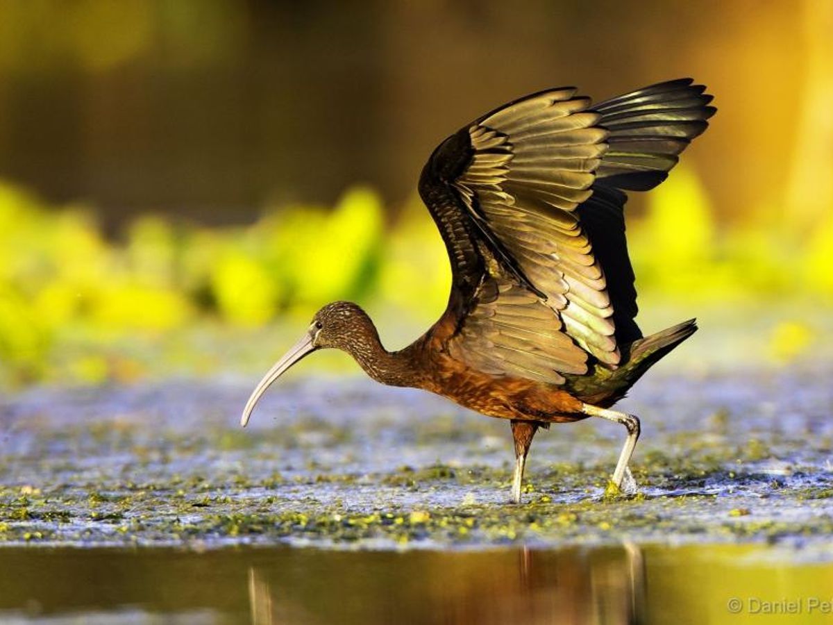 Birds in Danube Delta