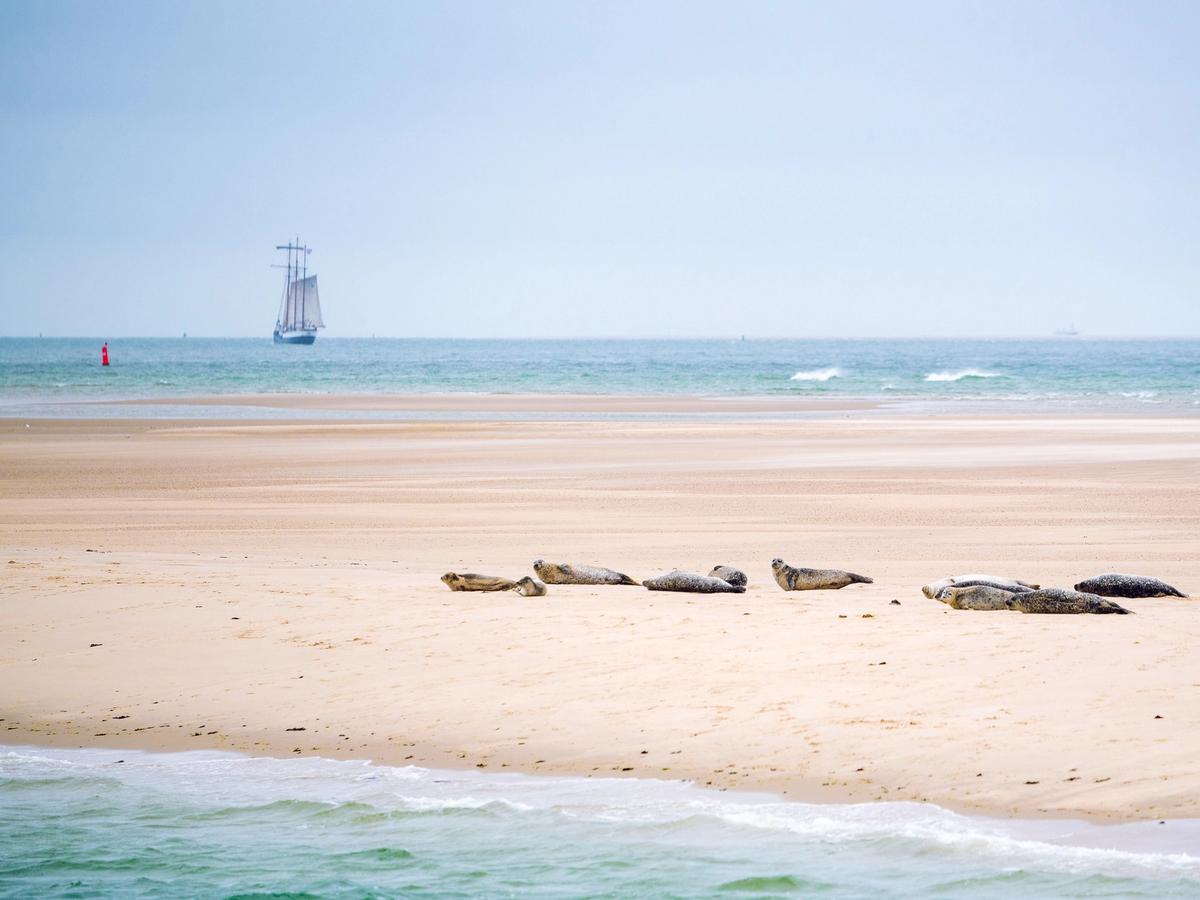 Wadden Sea seals and ship
