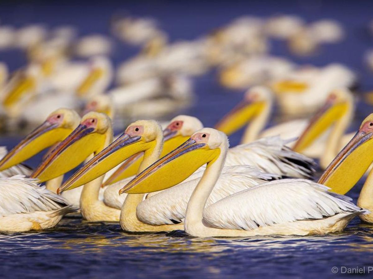 Pelicans on the Danube