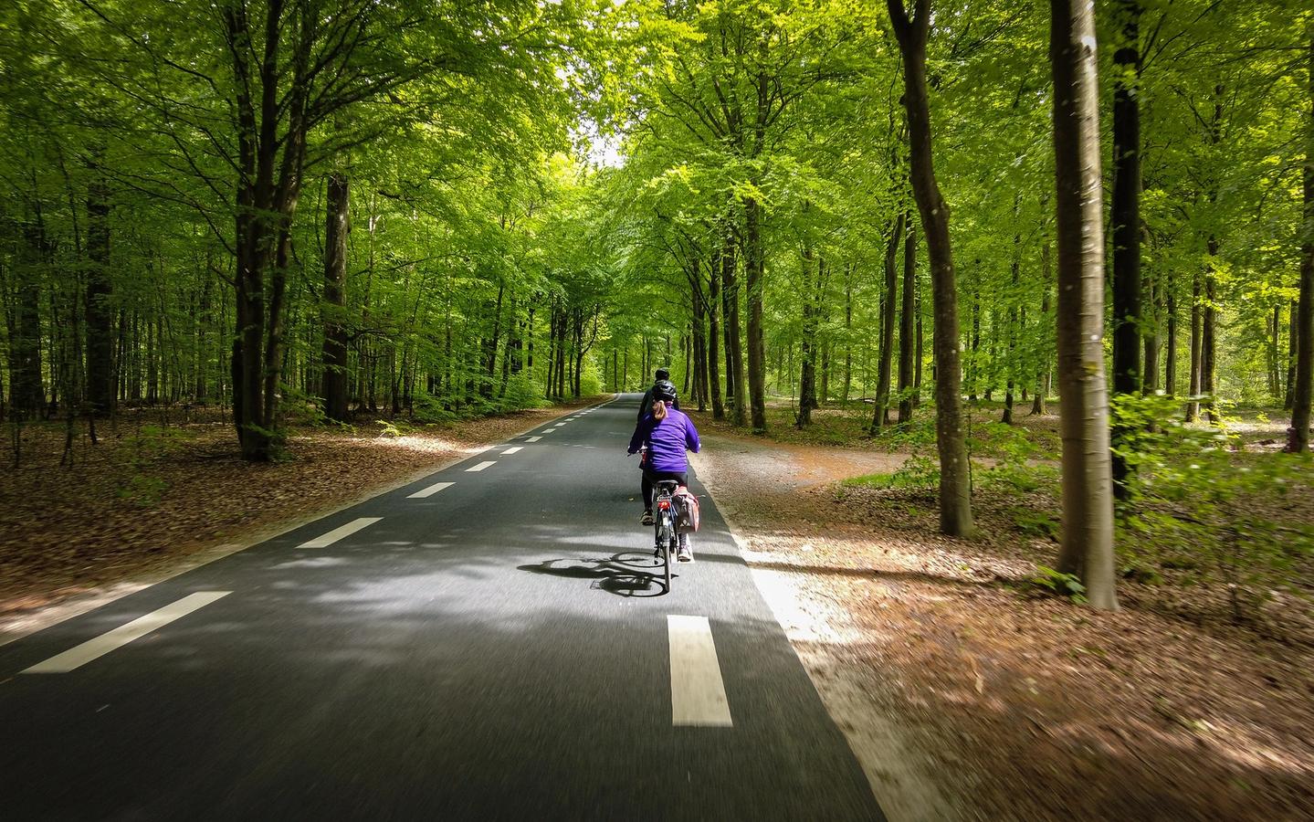 Cycling in the Danish forests