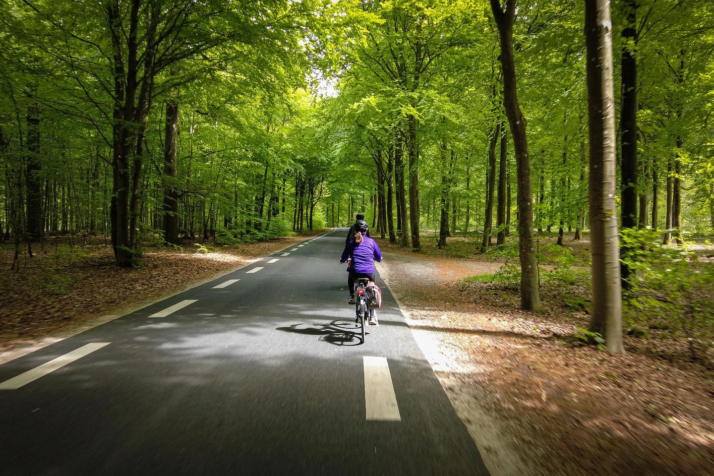 Cycling in the Danish forests