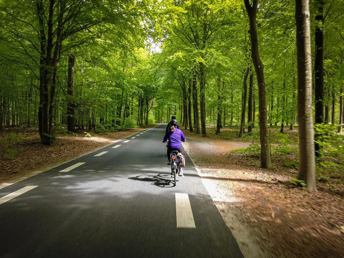 Cycling through Danish forests