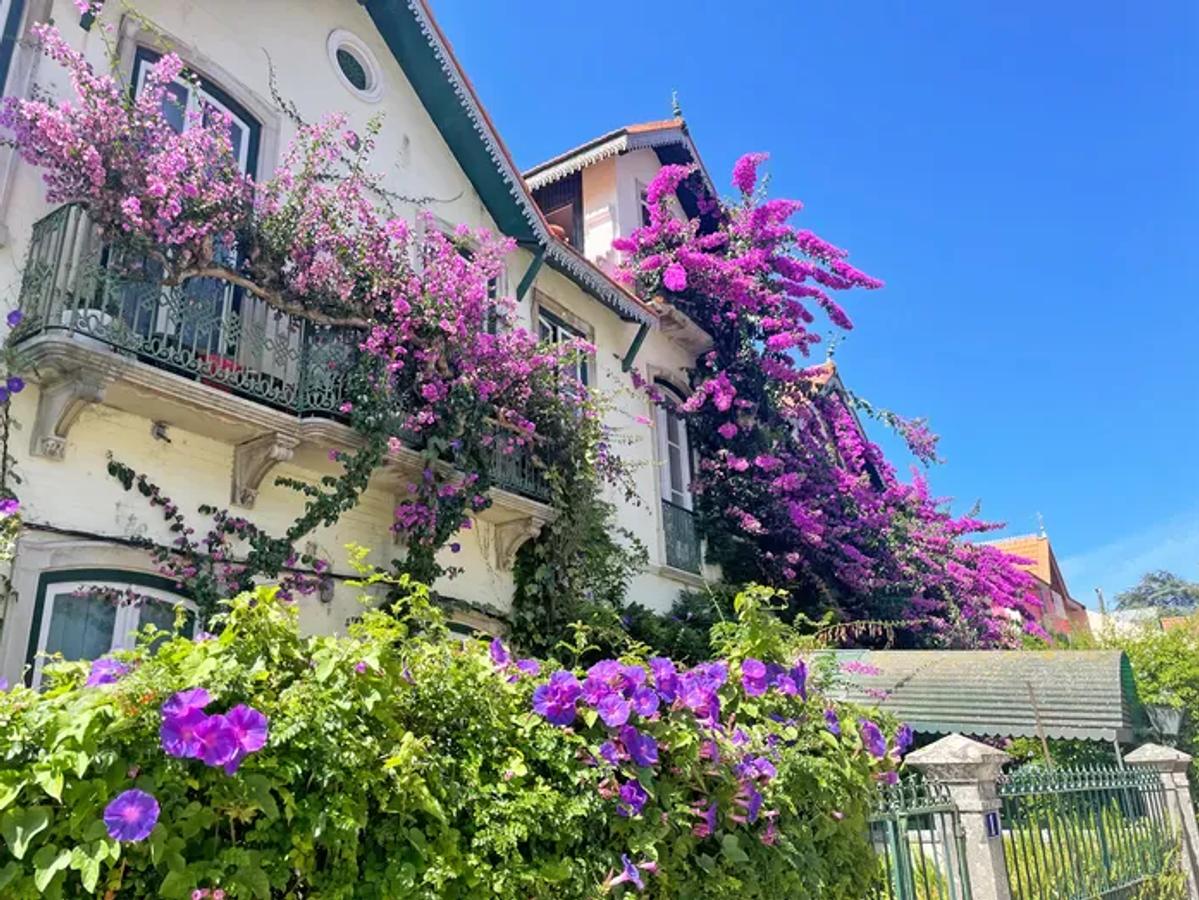 a picturesque building adorned with vibrant purple bougainvillea flowers