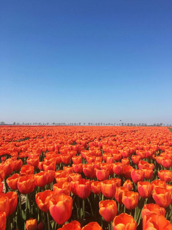 Fields of tulips 
