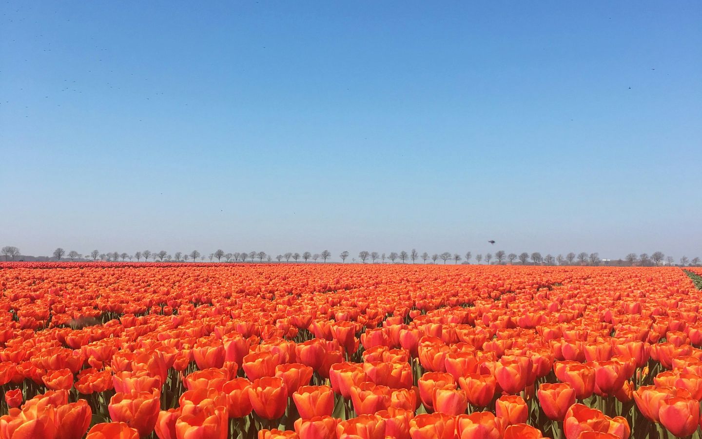 Fields of tulips 