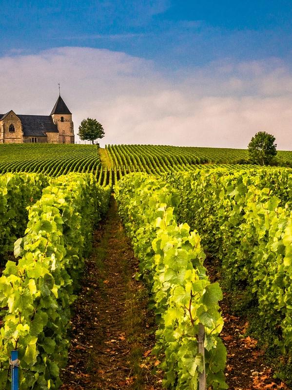 Vineyards of the Loire Valley