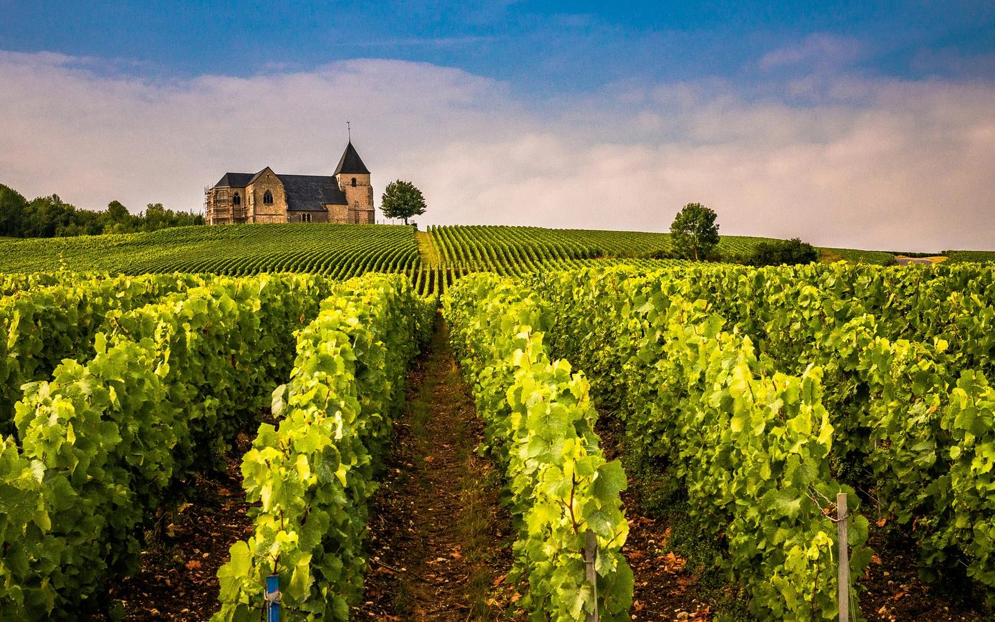 Vineyards of the Loire Valley
