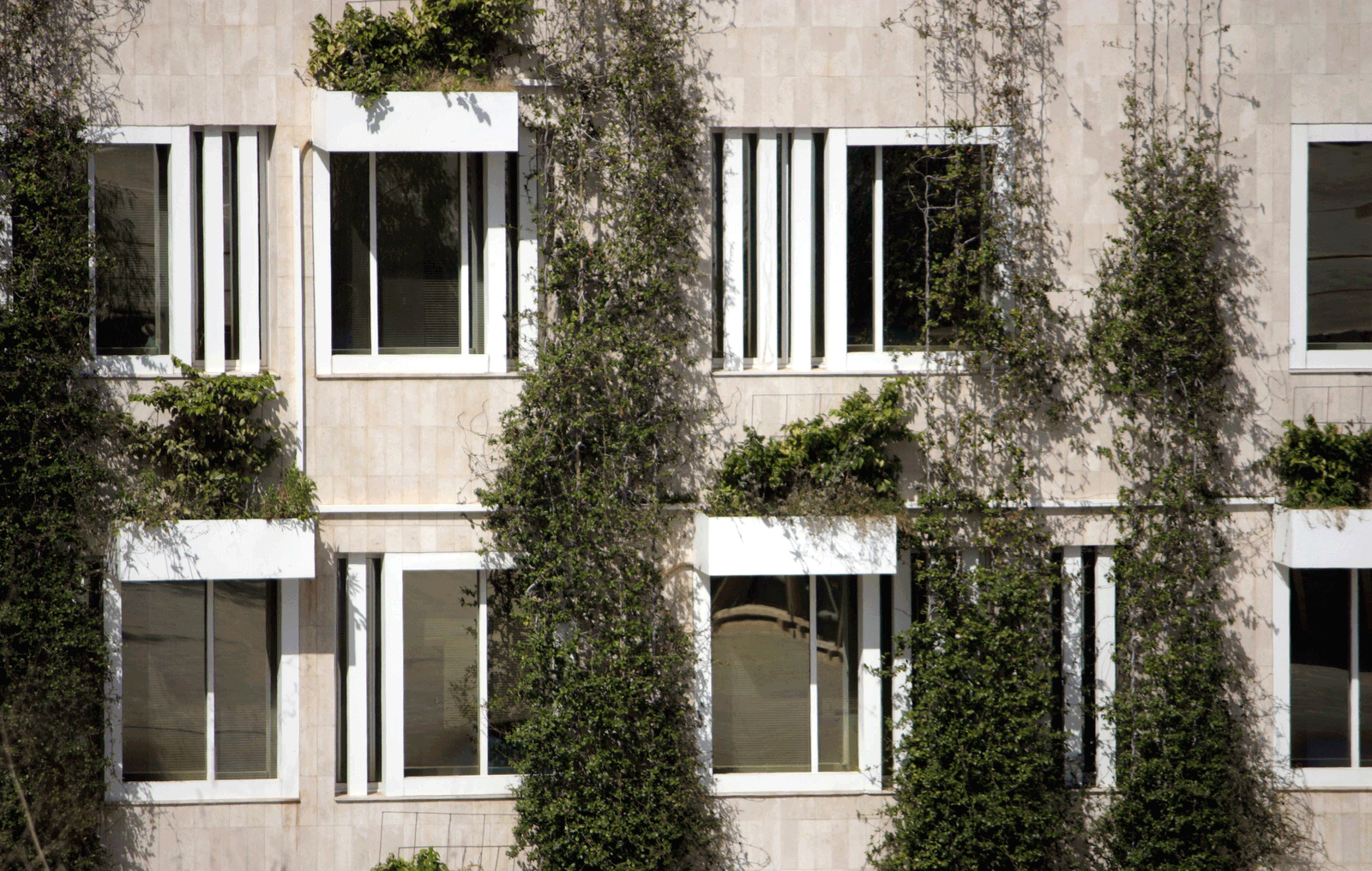 Close view of vines climbing between regularly spaced windows