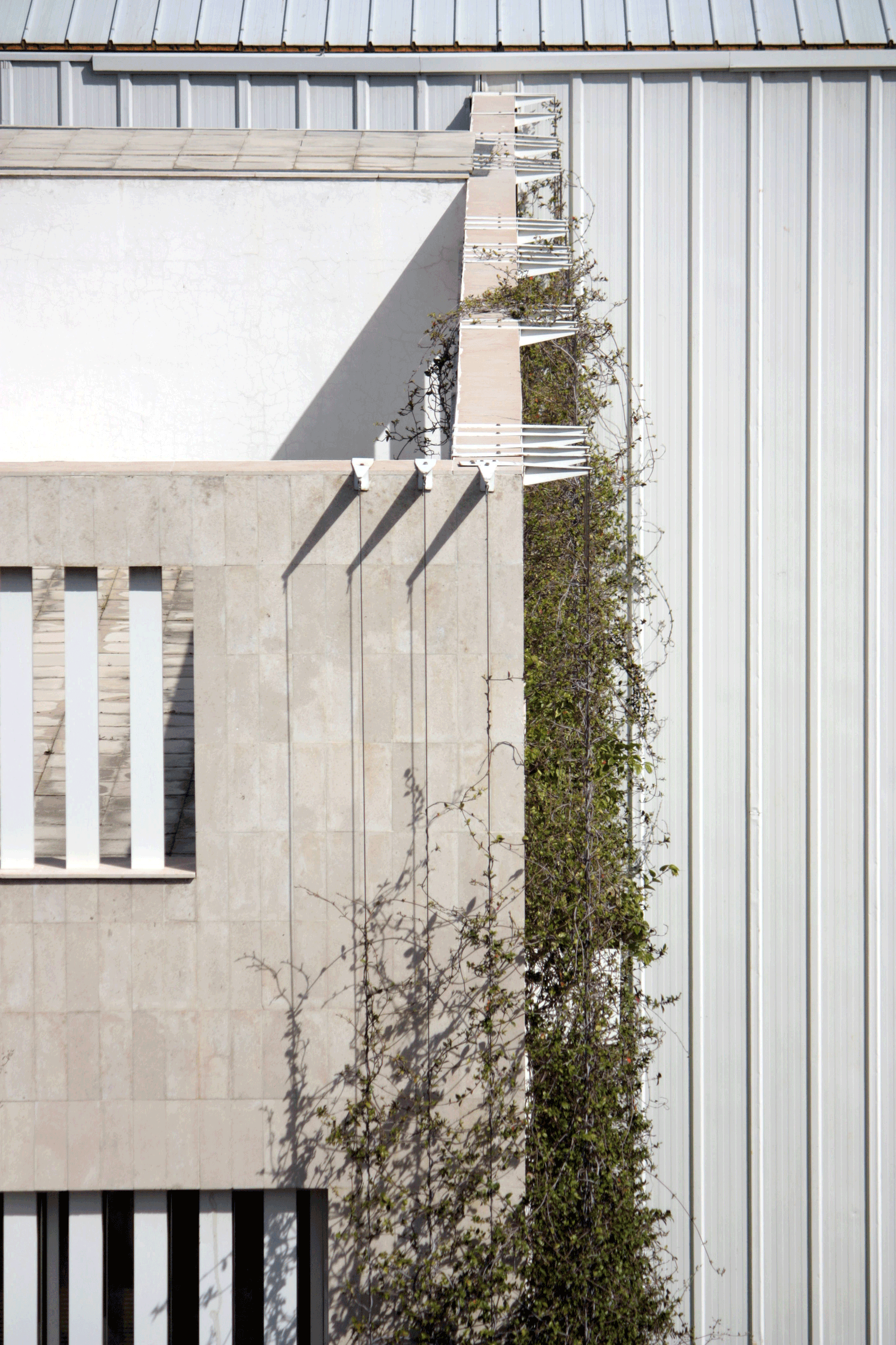 Corner detail where climbing plants meet pale metal cladding