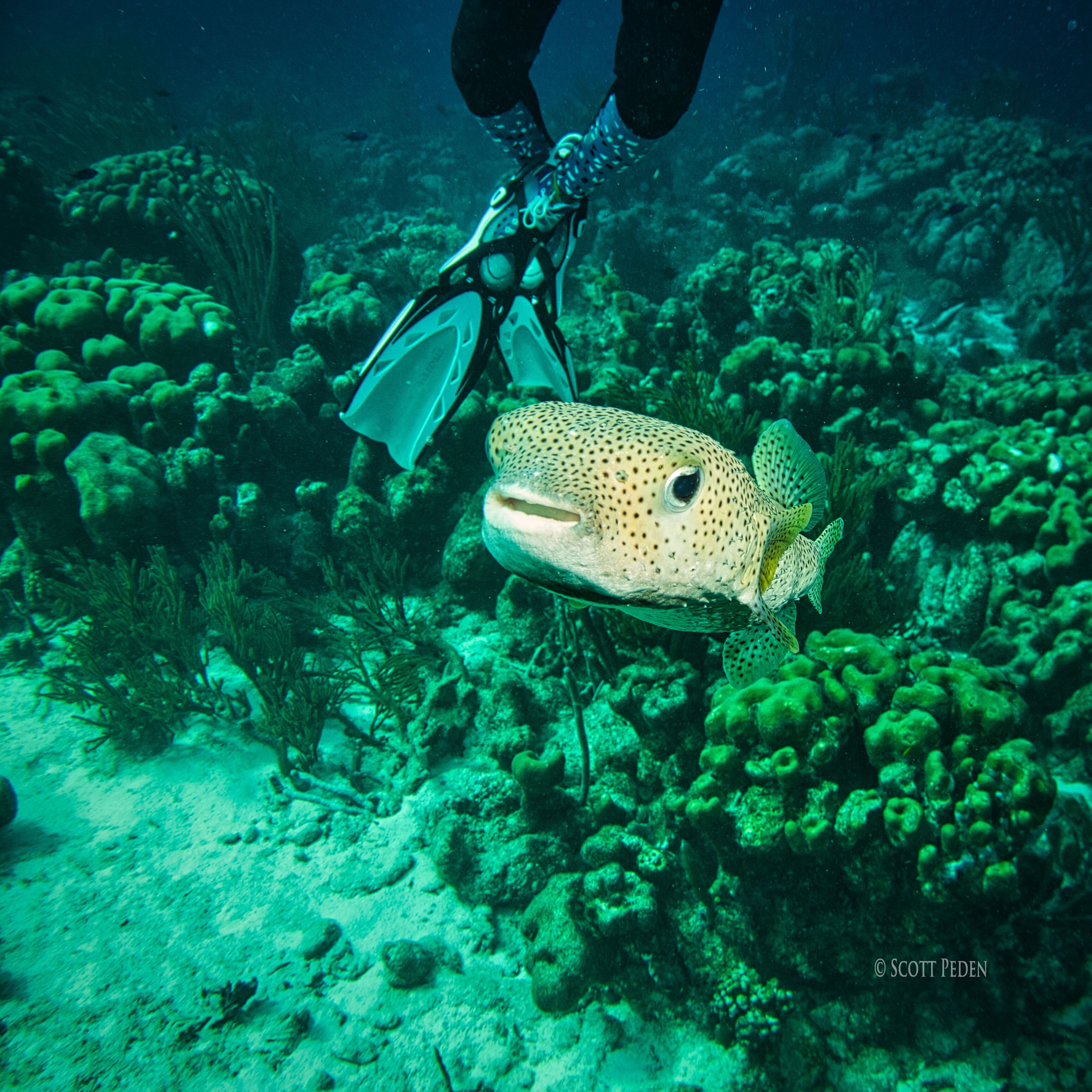 Bonaire 2025