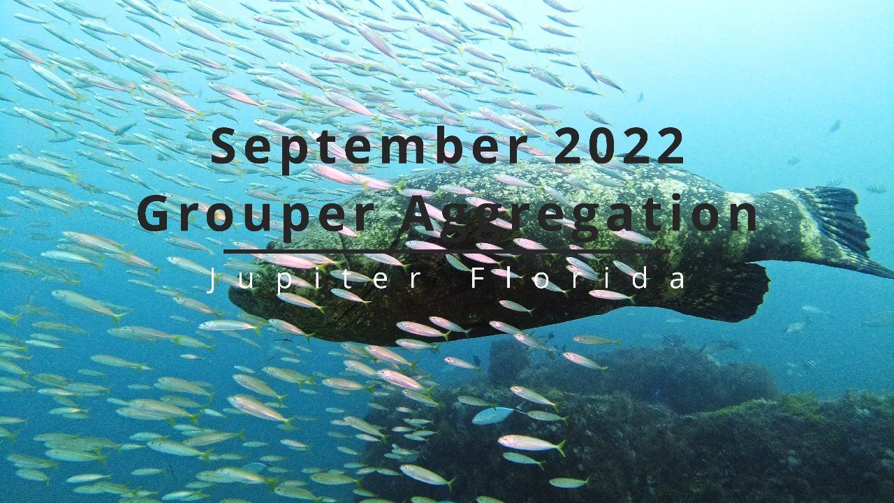 Grouper 2022