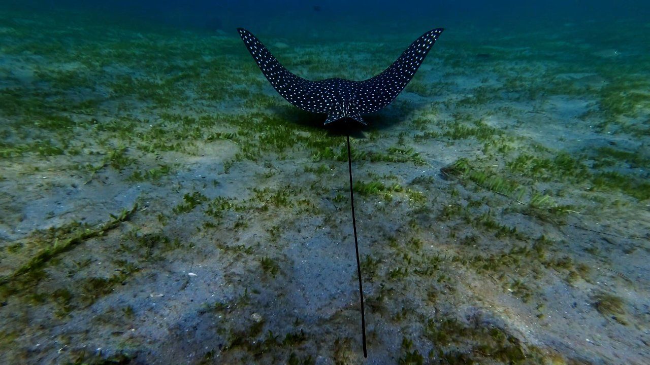 Eagle Ray