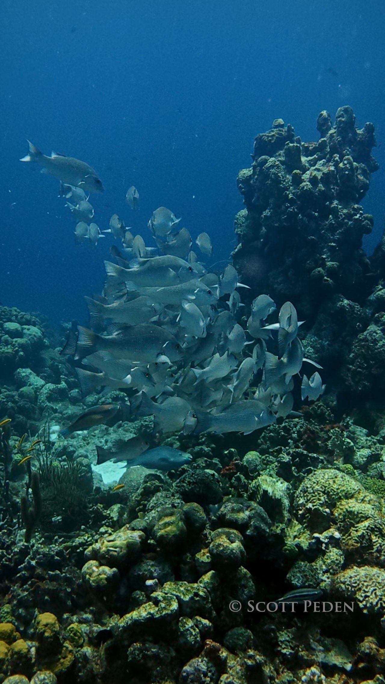 Bonaire Insta