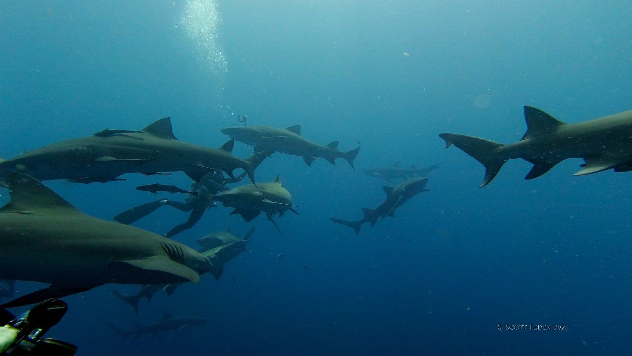 Bunch of Sharks.mp4