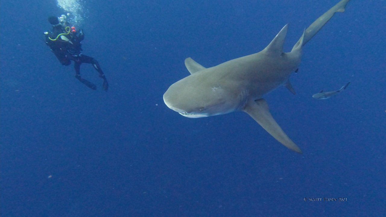 Shark Charging1.mp4
