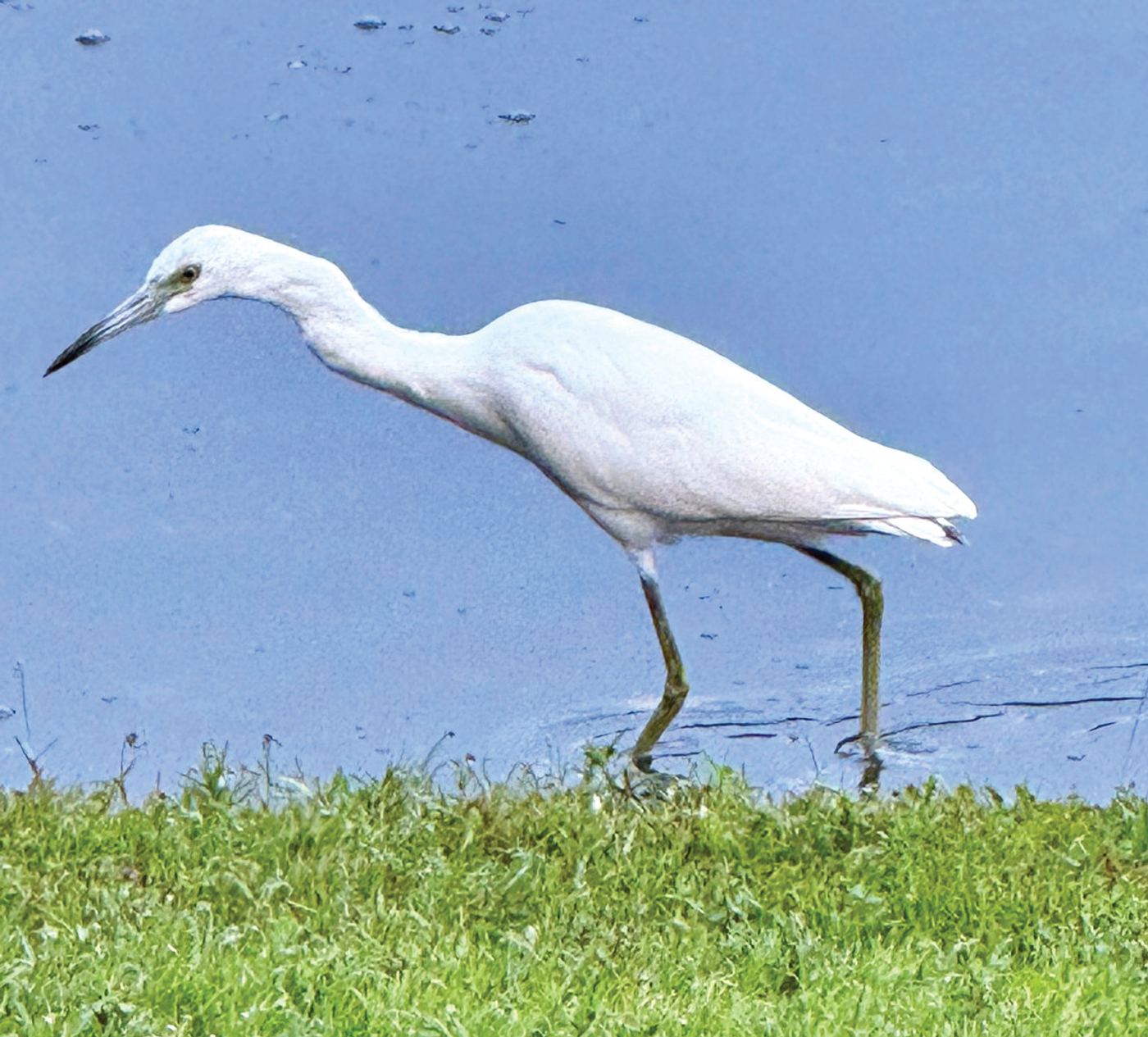feature different animals found in the