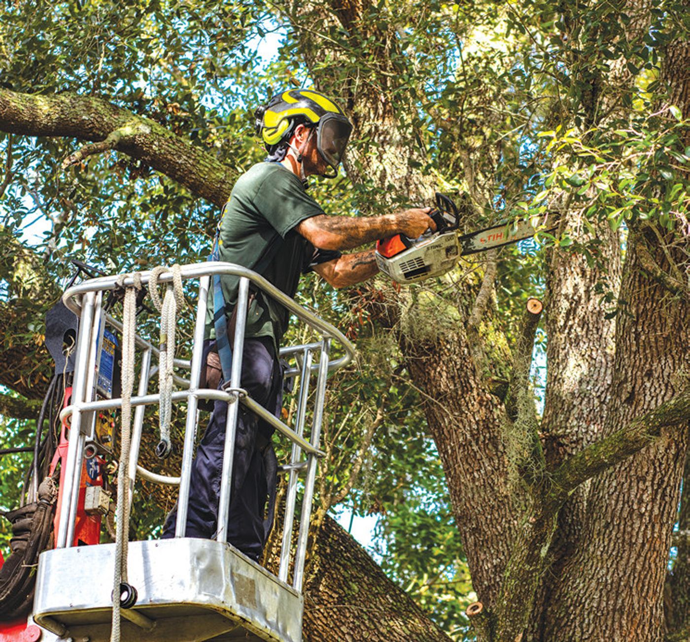 A Budget Tree Service