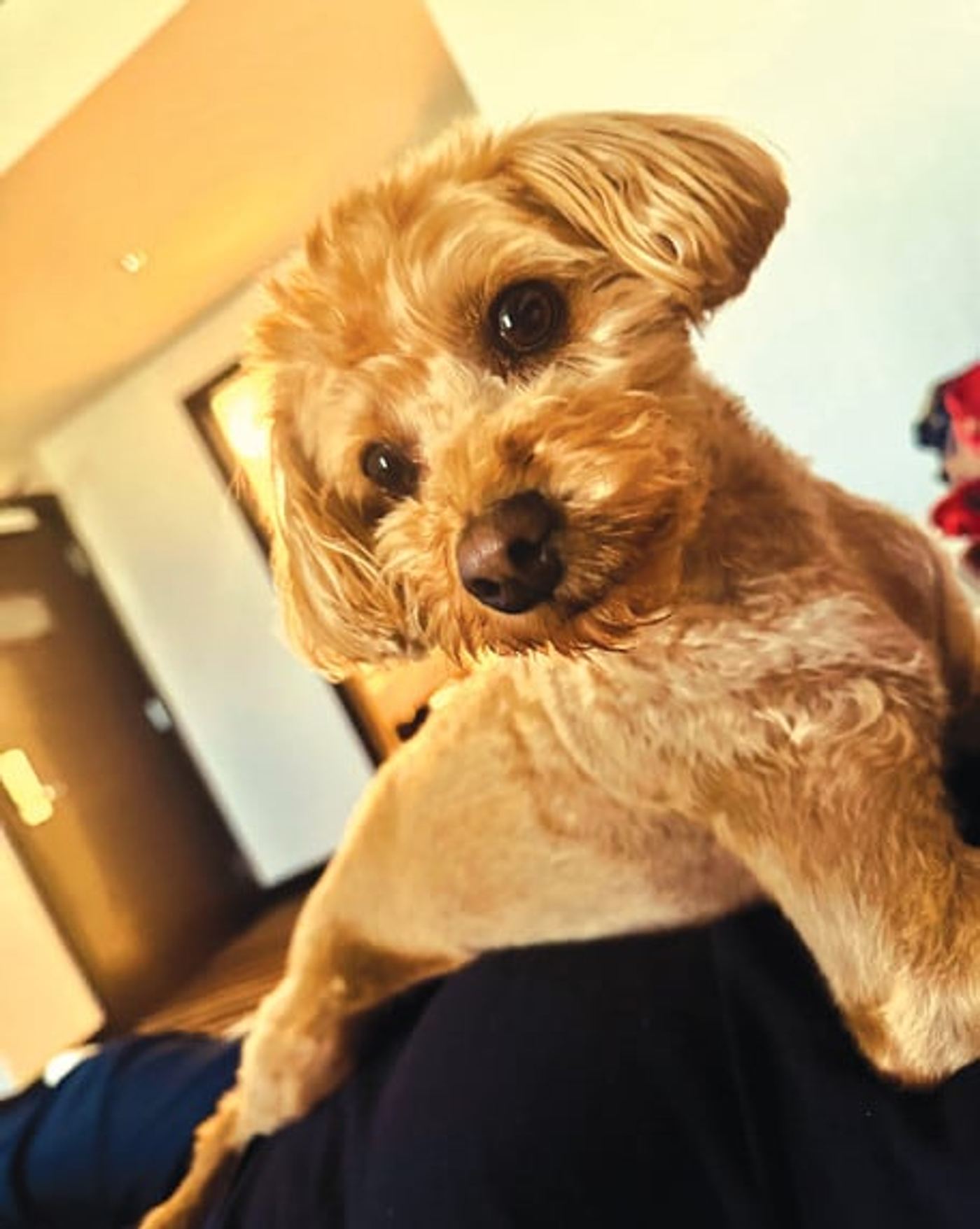 Cooper, the couple’s Schnoodle rescue dog