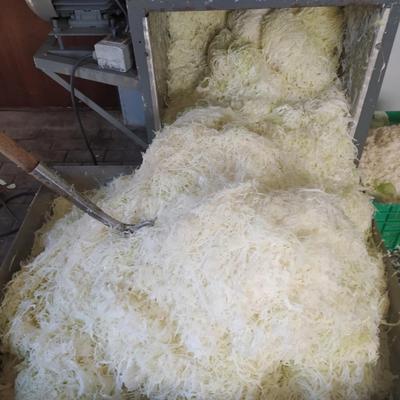 Darek kukiełka, kapusta własnej produkcji, szatkowana, głowki, kiszona, tyszowce, AgrosPol