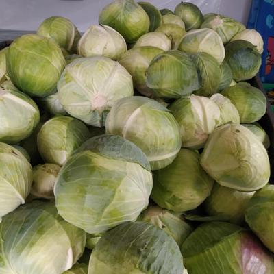 Darek kukiełka, kapusta własnej produkcji, szatkowana, głowki, kiszona, tyszowce, AgrosPol