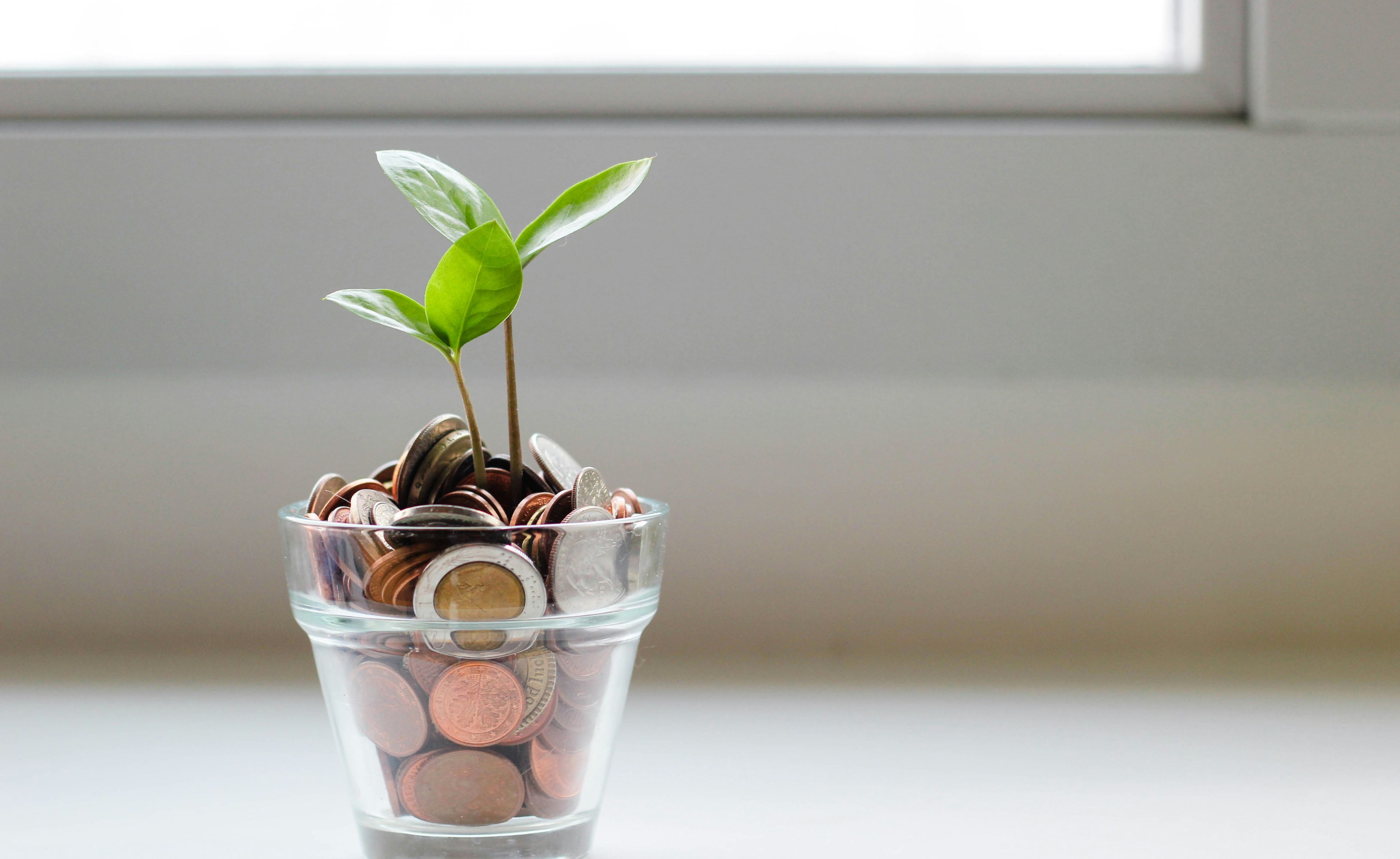 Plant in money