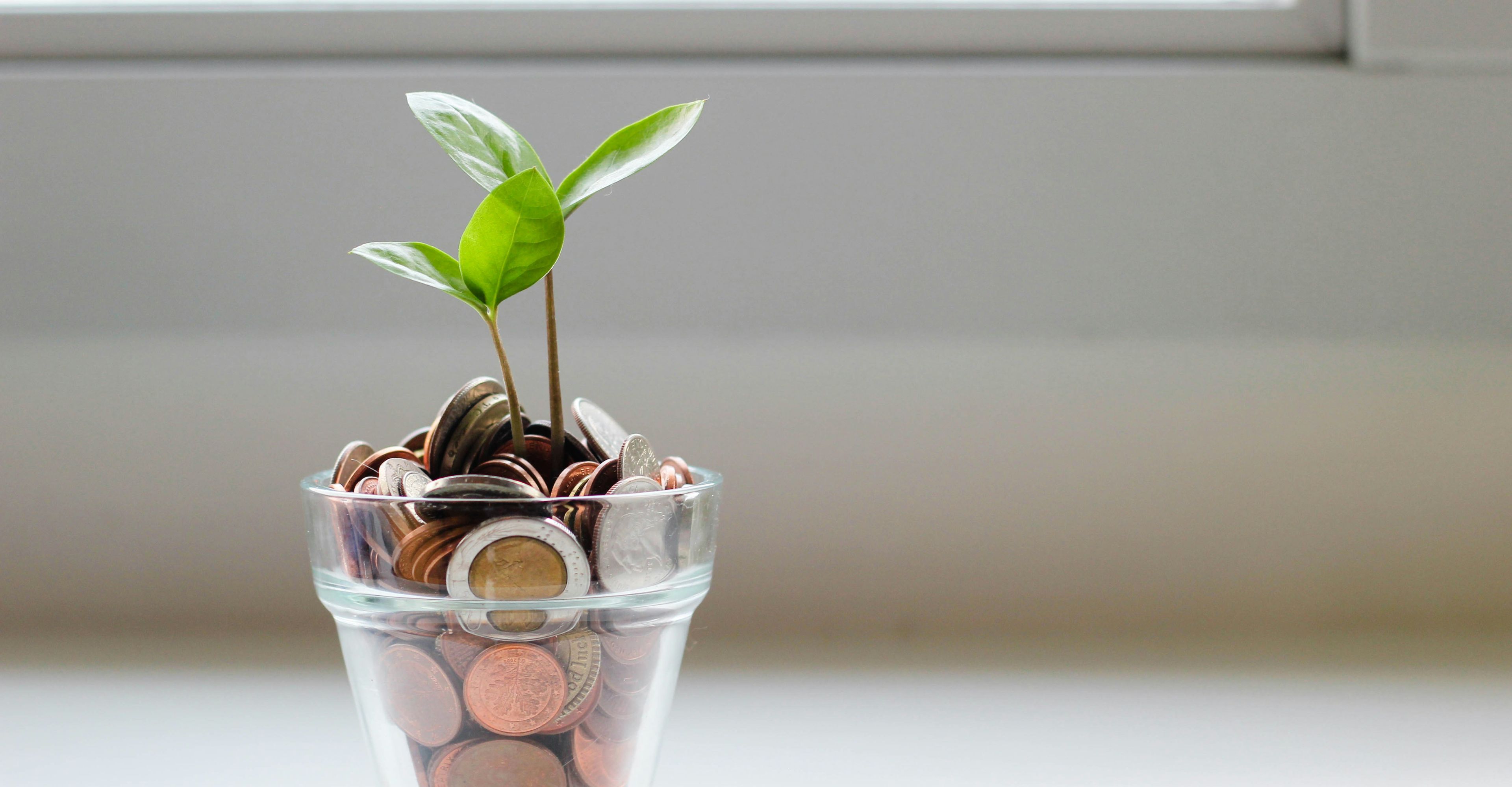 Plant in money