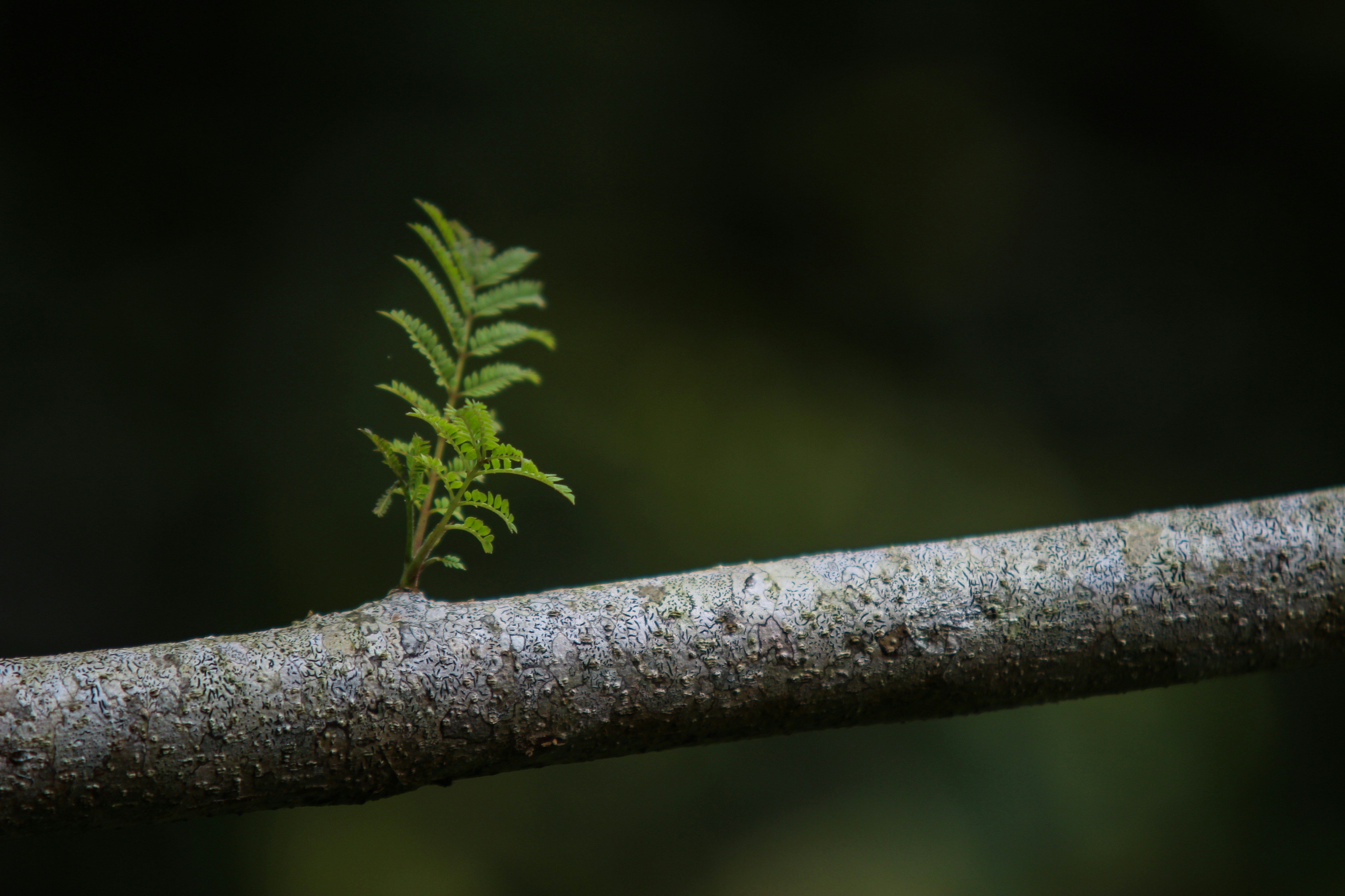 Leaf growing on a tree
