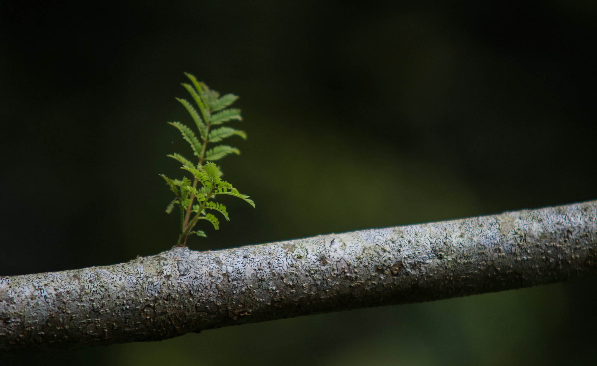 Leaf growing on a tree