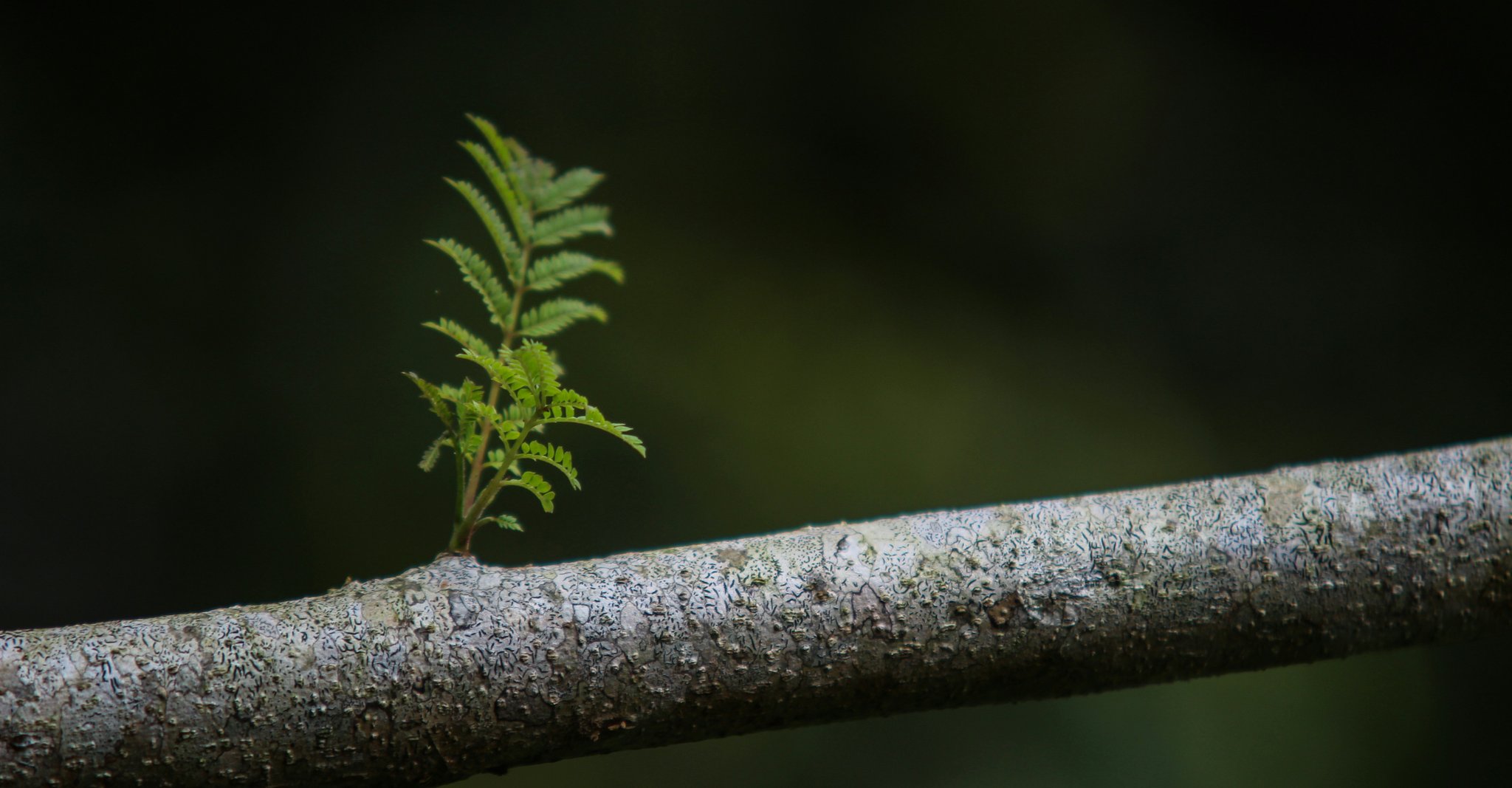 Leaf growing on a tree