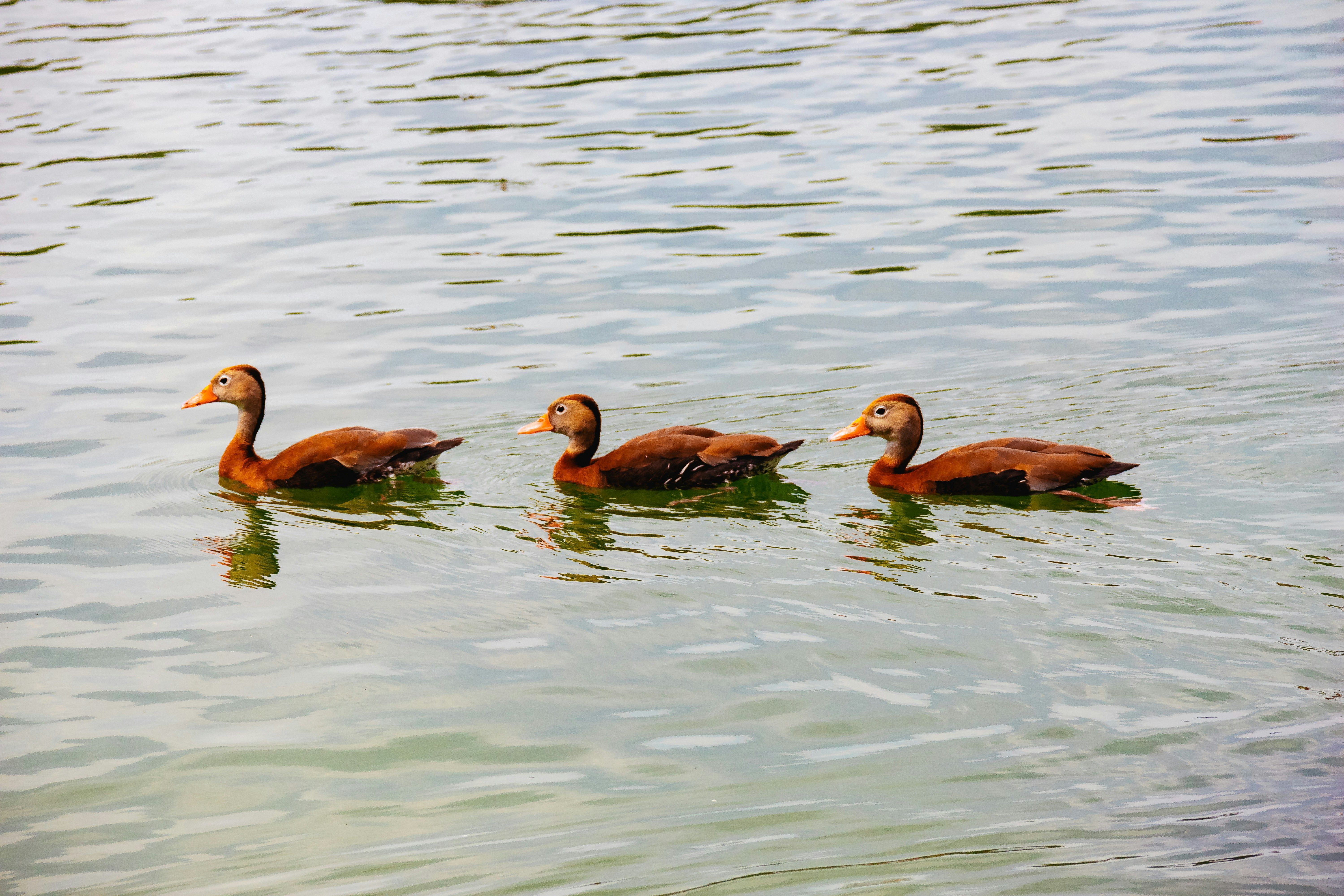 Three ducks swimming in a lake, representing a trifecta
