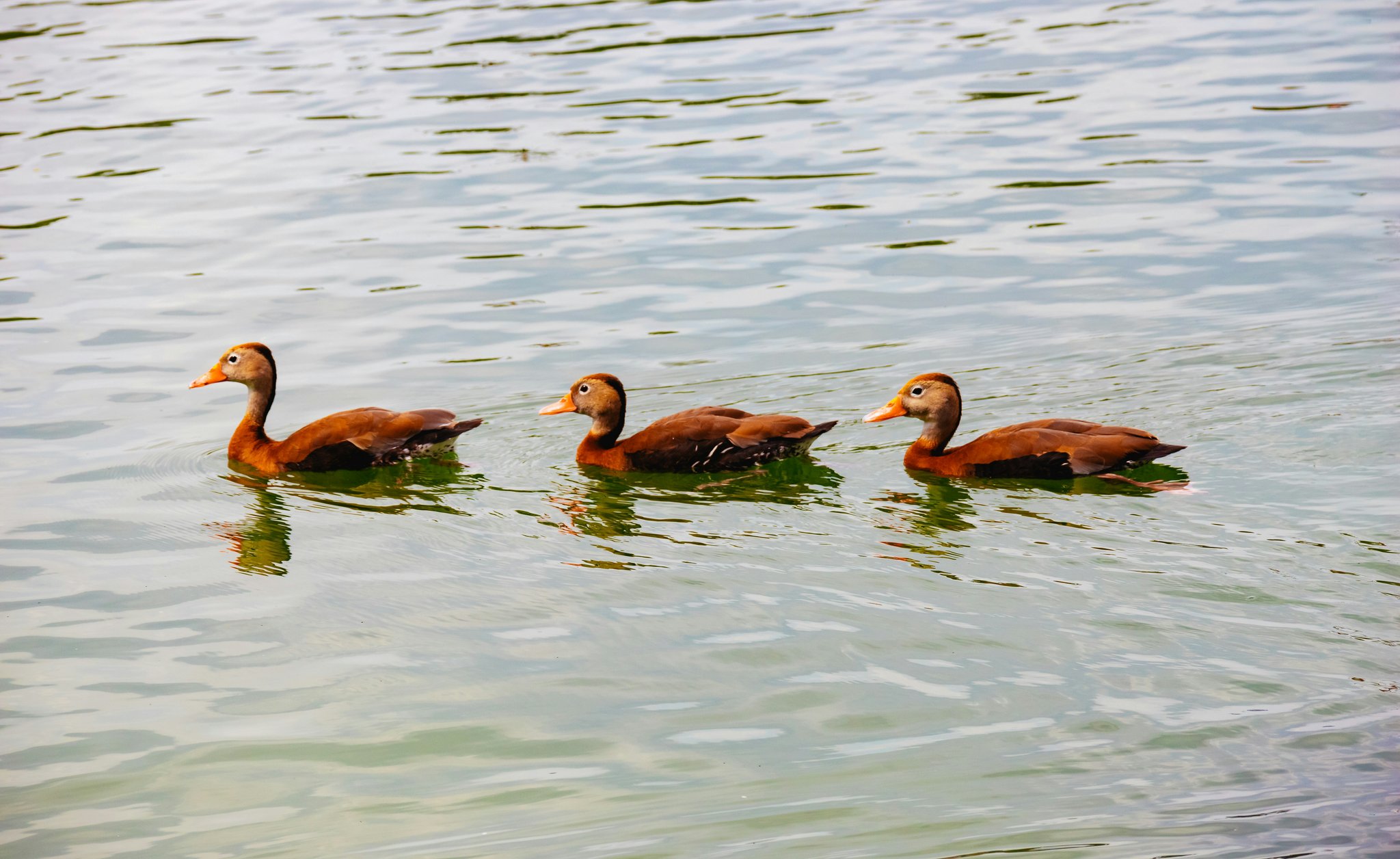 Three ducks swimming in a lake, representing a trifecta