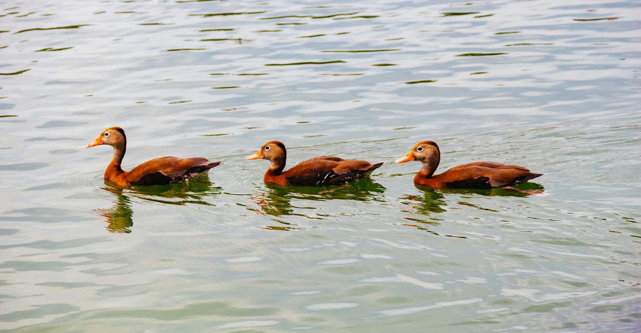Three ducks swimming in a lake, representing a trifecta