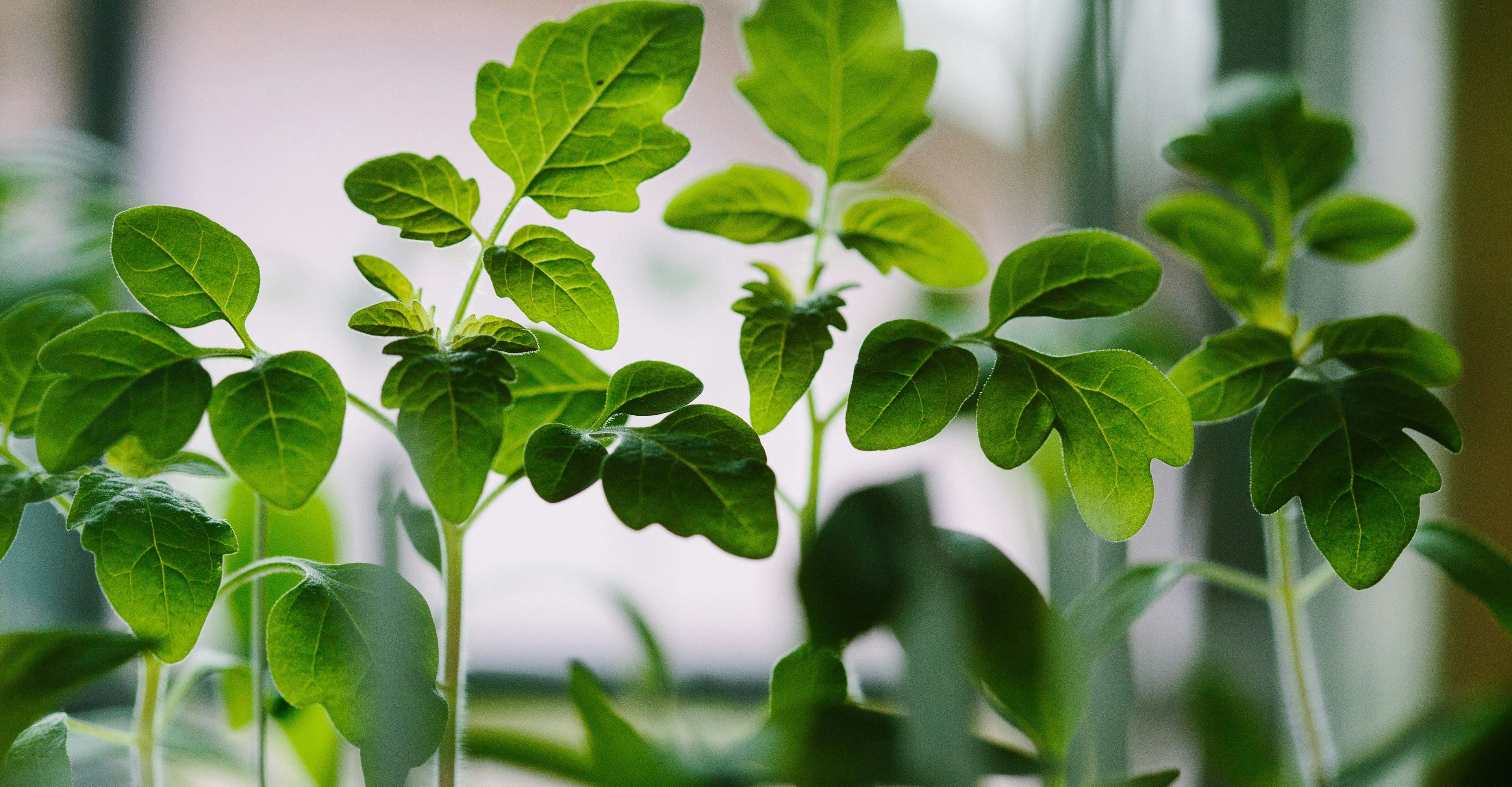 Growing plants