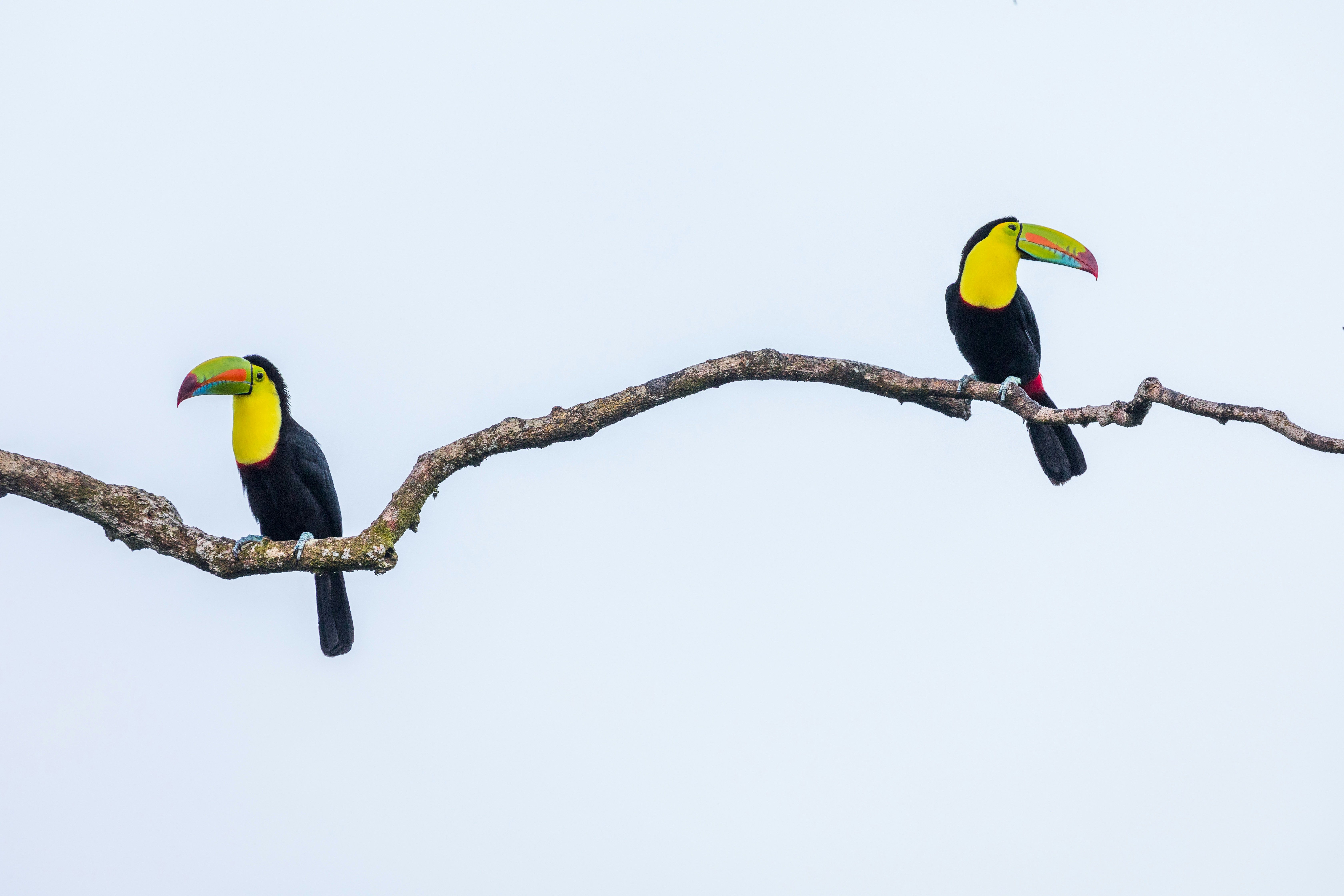 Two toucans representing the two random ETF ideas