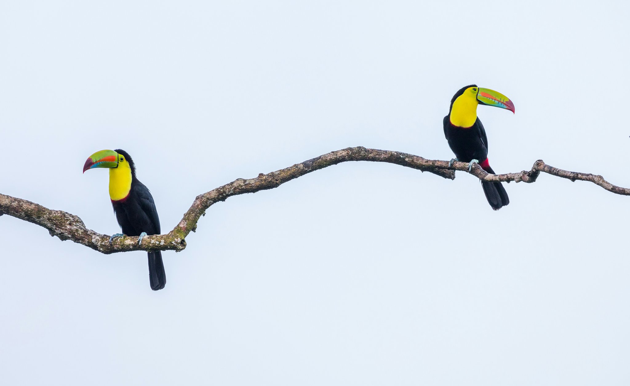 Two toucans representing the two random ETF ideas