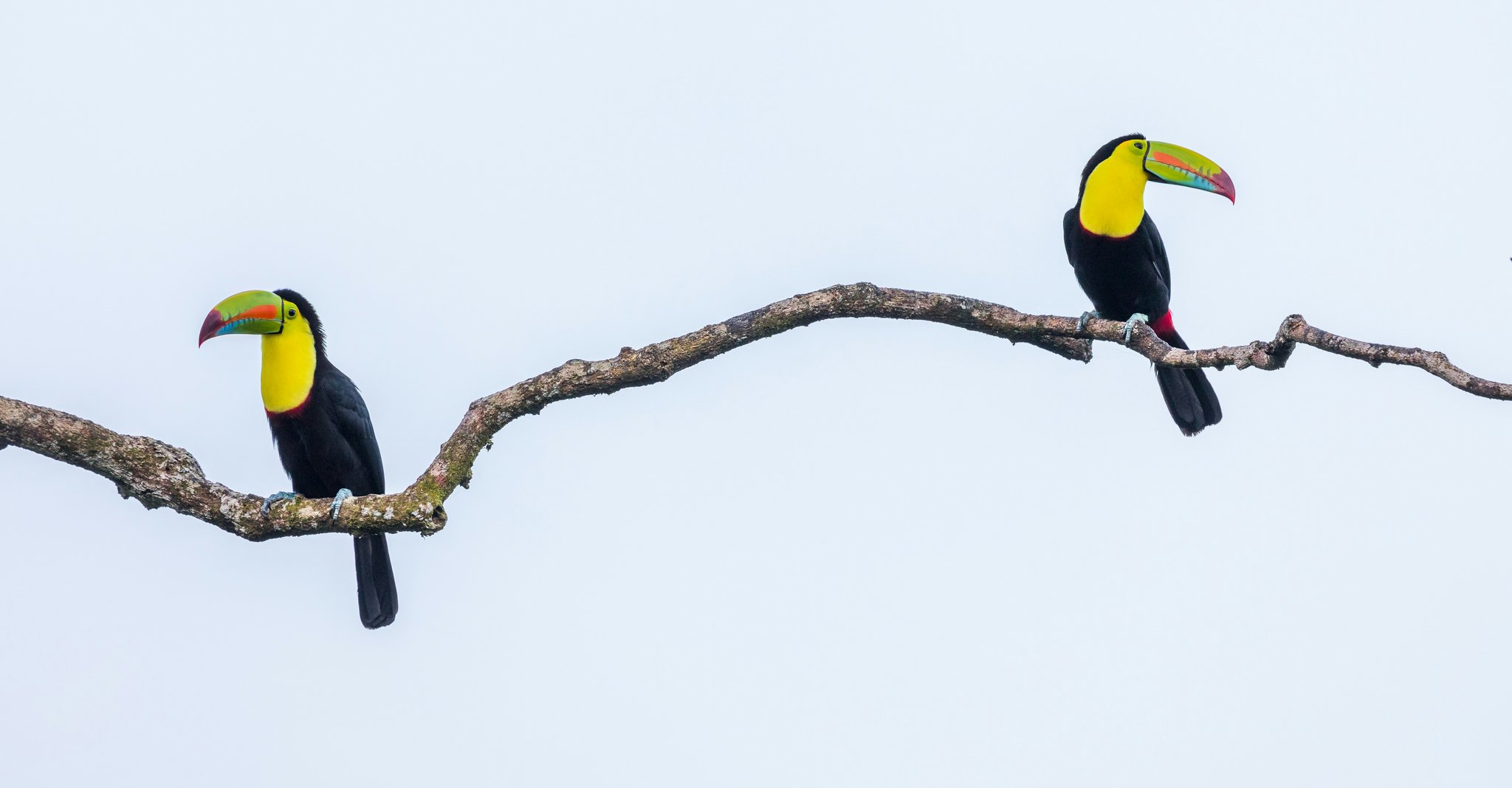 Two toucans representing the two random ETF ideas