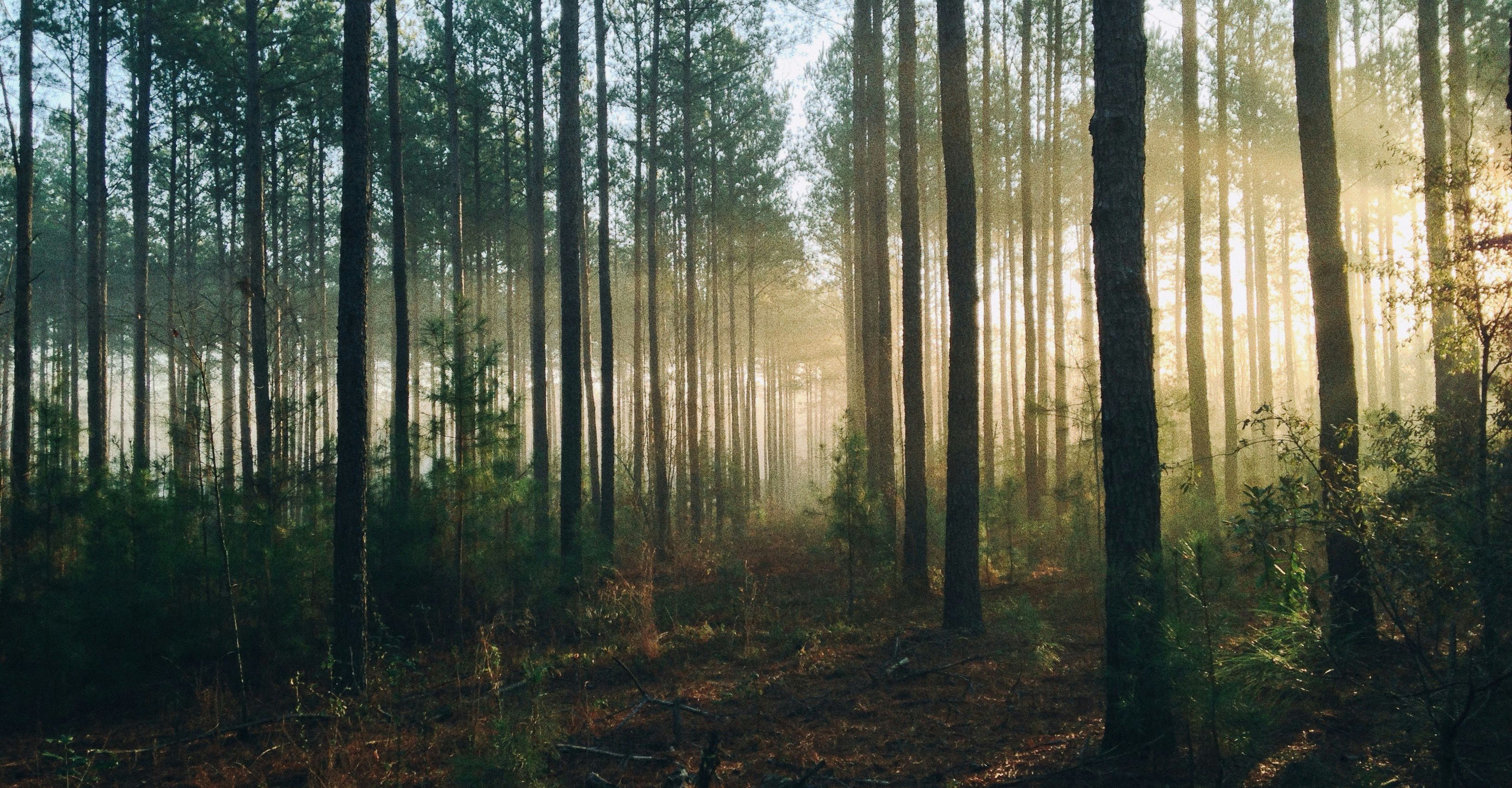 Forest and trees