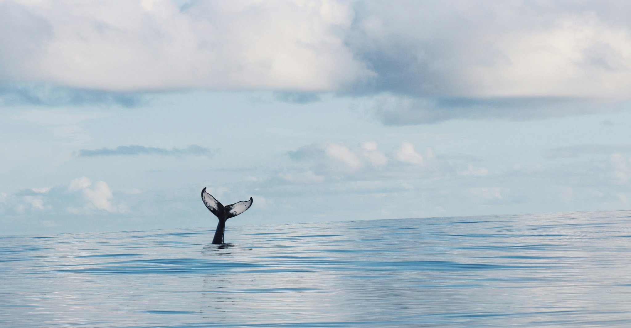 Whale tail representing tail risk