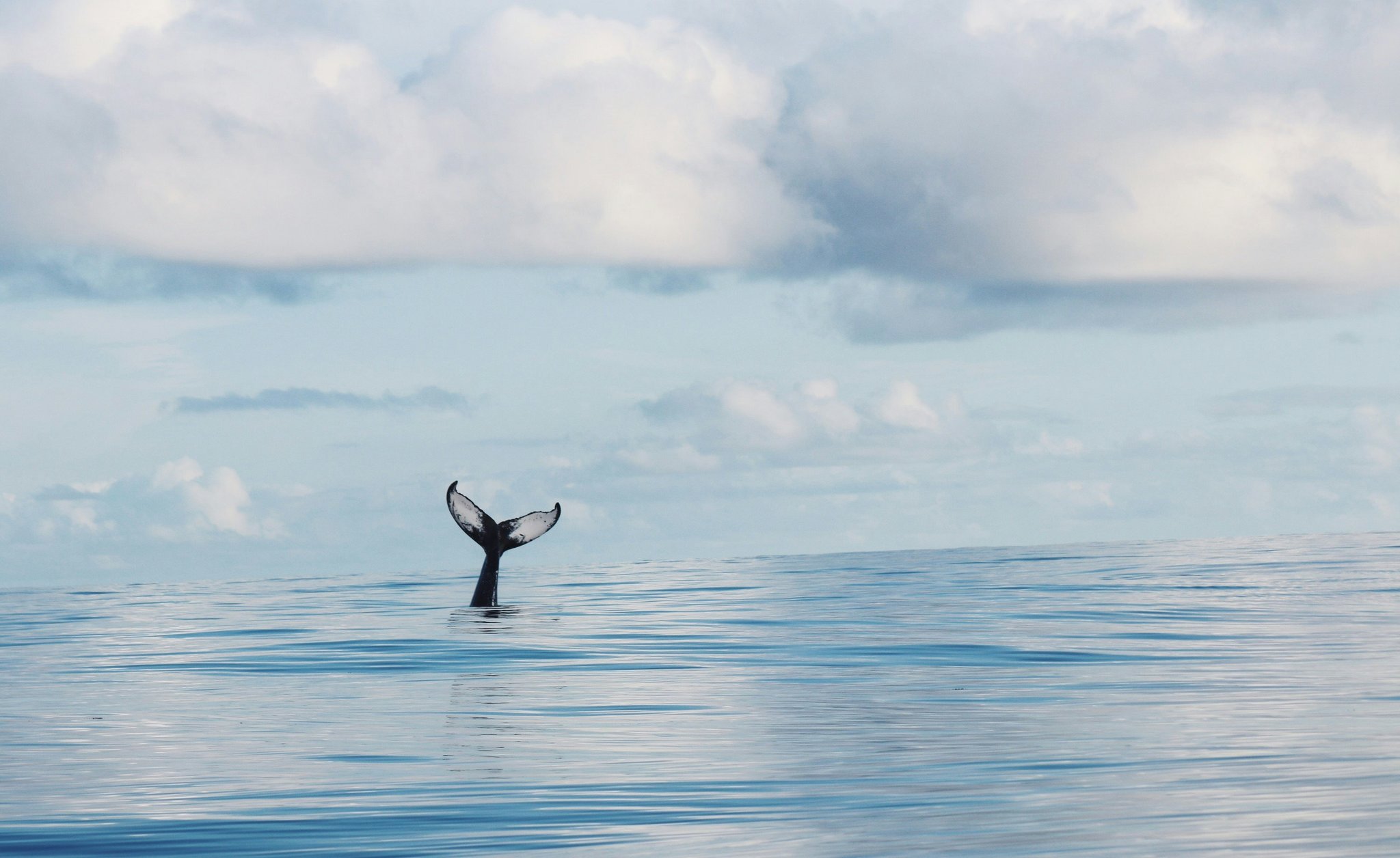 Whale tail representing tail risk